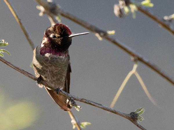 <h3><a href="/trips/Tucson_2023/biota/animalia/chordata/aves/033 apodiformes/004 trochilidae/calypte anna/calypte anna-nl.html">Calypte&nbsp;anna</a> / Anna's&nbsp;hummingbird / Anna's&nbsp;kolibrie</h3>OM-1 met M.300mm F4.0 + MC-14, 1/2500 sec  bij F5.6, ISO 2500, afstand 6.56&nbsp;m